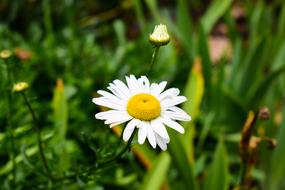 Nature Plant Flower