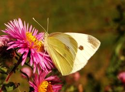 yellow pink is beautiful