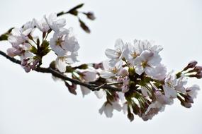 Natural Landscape Wood