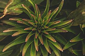 Nature Plant Leaf Plants