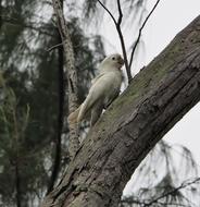 Tree Nature Bird