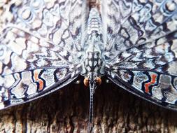 Nature Animalia Default