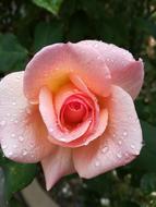Flower Rose Flora