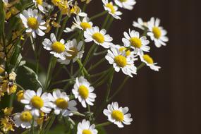 Chamomile White Flower