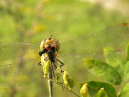 Nature Insect Animals At The Court