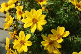 Nature Flower Summer