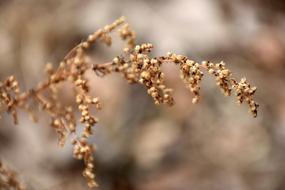 Outdoor Nature Winter