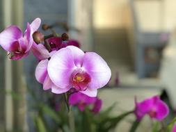 Flower Plant Nature