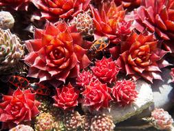 Flower Nature Plant