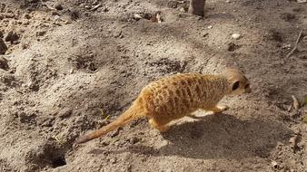 Nature Sand Desert Animal