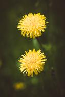 Dandelion Yellow Flowers