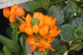 Nature flower orange macro blur