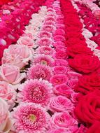 Flower Carpet Fronleich Took