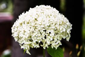 Flower Nature Plant