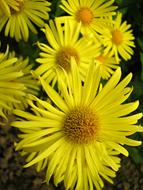 Flowers Garden