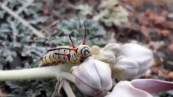 Nature Animal Wing
