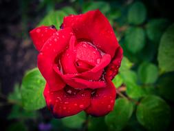 Flower Plant Nature