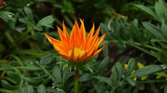 Flowers This Type Abstract