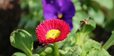 Bellis Culture Daisy Composites