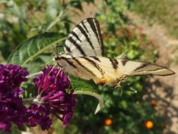 Butterfly Bush Swallowtail Fruit