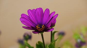 Flowers This Type Abstract