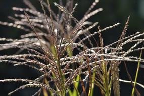 herbs are a beautiful green