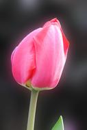 Nature Flower Tulip