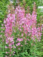 pink is a beautiful lot.