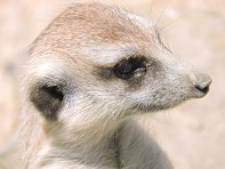 Meerkat Animals Nature Animal