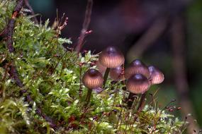Mushroom Moss Forest