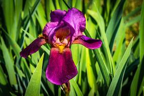 Iris Violet Boysenberry Velvet