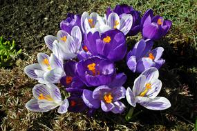 Flower Crocus Colorful