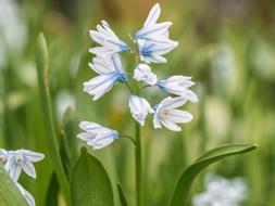 Flower White Blossom
