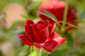 Spring Red Roses Garden