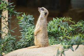 Nature Animal World Mammal