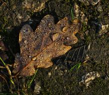 Oak Leaf Drop Of Water