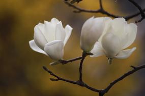 Nature Plants Flowers