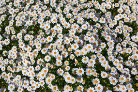 Flowers Nature Plants