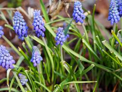 Nature Plant Hyacinth