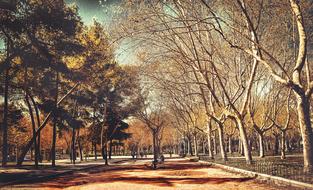 Tree Nature Autumn