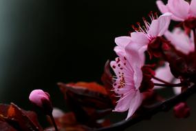 Flower Nature Flora