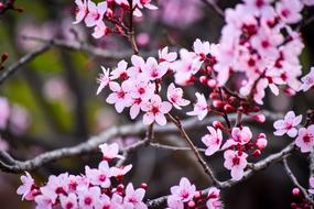 Blossom Branch Flower