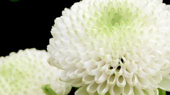 Flower White Green