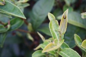 Plant Tea Green