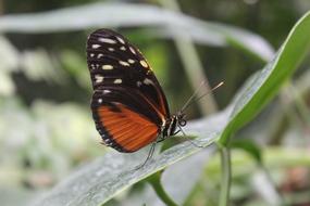 a butterfly on the grass by the leaves