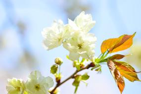 Flowers Natural Cherry