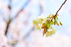 Flowers Natural Cherry