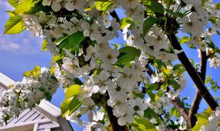 Tree Nature Branch
