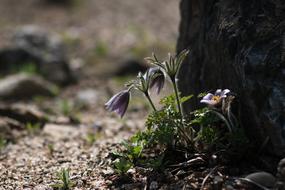 Nature Plants Outdoors