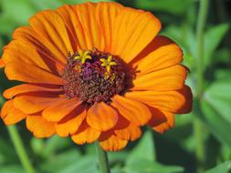 orange flower funny